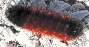 download orange wooly worm