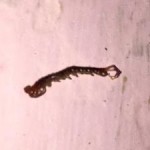 black flat worms in florida