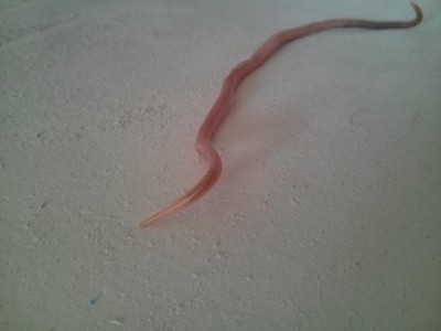 pink flat worm