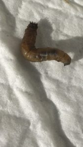 flat worm in dog poop
