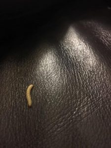 couch leather worms found mealworms could colored segmented allaboutworms