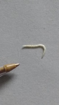 small white flat white worms in dog poop