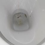 download horsehair worm in toilet