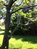 tree with webs from caterpillars