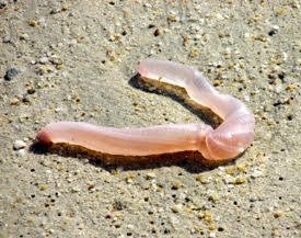 transparent worm on beach