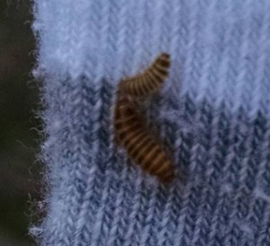 carpet beetle larvae on clothing - All About Worms