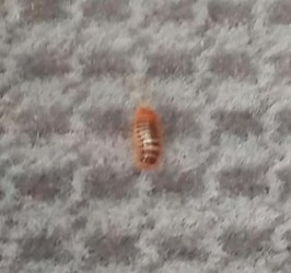 Little Red Worms In Carpet - Carpet Vidalondon
