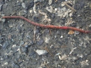 download red wiggler worms near me