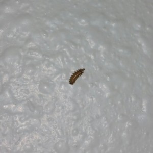 Reader Experiences Carpet Beetle Larvae Infestation - All About Worms