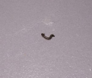 "Worms" Found in Ice Machine Might be Drain Fly Larvae ...