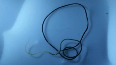 download horsehair worm treatment