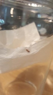 Carpet Beetle Larva on Toilet Paper - All About Worms