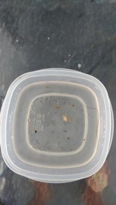 download horsehair worms in water
