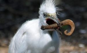 blue heron eats worm