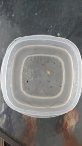 download horsehair worms in water