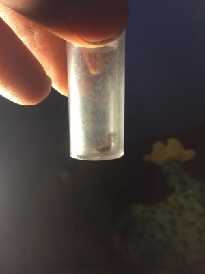 Creature in Vial Remains a Mystery - All About Worms