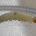 Friendly Carpet Beetle Larvae Found in Dog's Bed - All About Worms