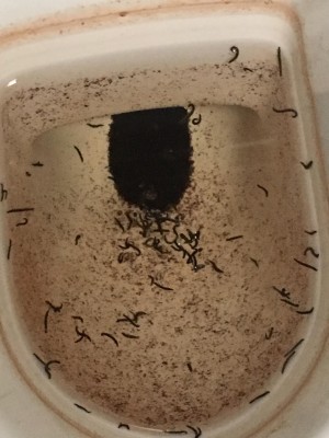 Toilet Bowl is full of Drain Fly Larvae - All About Worms