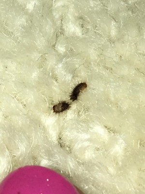 carpet beetle larvae - All About Worms
