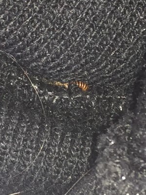 Mysterious Worm in Hat is Carpet Beetle Larva - All About Worms