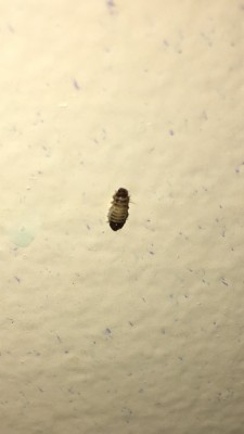 Worms On Wall Are Carpet Beetle Larvae - All About Worms