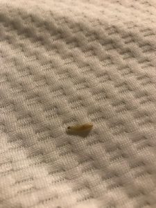What Is Worm on New Foam Mattress? - All About Worms