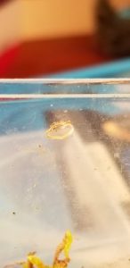 transparent translucent small clear worm