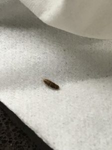 Carpet Beetle Larvae Discovered in Laundry Room - All About Worms