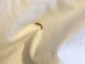 Is Worm Found Near Dog Flea Larva? - All About Worms