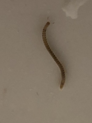 flat worm-like bugs