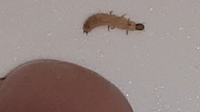 Worm in Sink is Scarlet Malachite Beetle Larva - All About Worms
