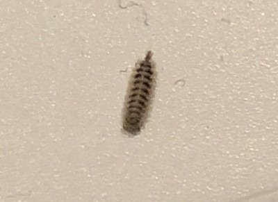 Tiny Worms Sticking to Walls and Ceilings Could Be Carpet Beetle Larvae ...