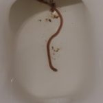 download horsehair worm in toilet