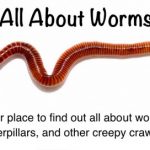 The Various Species of Earthworms and Their Differences – Part 3: The Giants