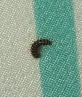 Black and Gray-Striped Bug is Indeed a Carpet Beetle Larva - All About ...