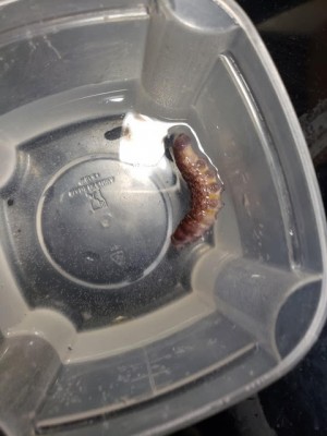 flat brown worm in toilet