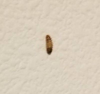 https://www.allaboutworms.com/wp-content/uploads/2019/12/carpet-beetle-larvae-found-in-multitudes-CROPPED.jpg