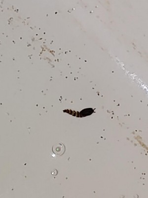 Air BnB Guest Find Two Drain Fly Pupae in the Toilet - All About Worms