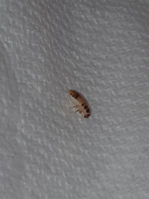 Brown & Tan-Striped Bugs are Carpet Beetle Larvae - All About Worms