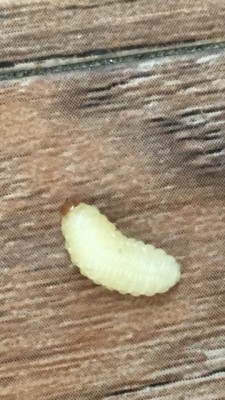 what are the little white worms in puppy poop