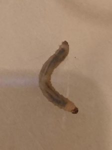 translucent small clear worm