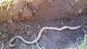 download giant gippsland earthworm for sale
