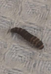 Segmented, Worm-like Creature on Bed Cover is a Black Carpet Beetle ...