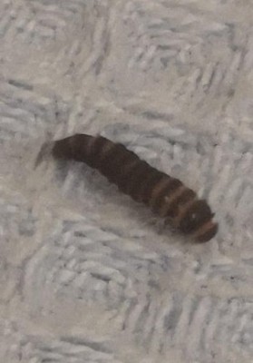 Carpet Beetle Larvae Archives - All About Worms
