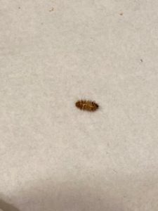 Bug of Brown Stripes and Bantam Bristles is a Carpet Beetle Larva - All ...