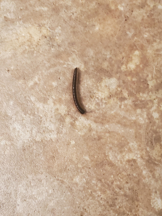 Millipedes All Of A Sudden All Over Home 