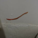 Worm Crawling Up the Wall in Bathroom is an Earthworm