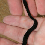 Black and White-striped Worm on Portuguese Beach is a Ribbon Worm