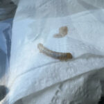 Yellow and White-striped Worm is a Caterpillar or a Sawfly Larva