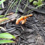 Tubular, Orange ‘Worms’ are Actually Mushrooms